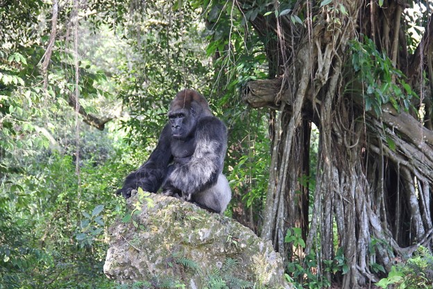 Cameroon Gorilla Forest