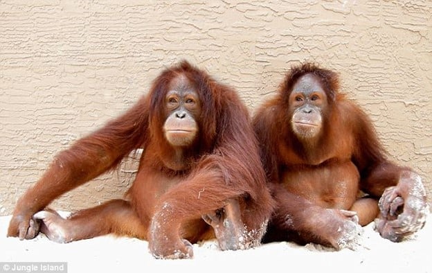Peanut and Pumkin orangutans