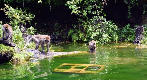 Wild Monkey Swimming Pool & Trail